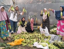 PKK Desa Air Dingin Panen Jagung Manis Dukung ketahanan Pangan.